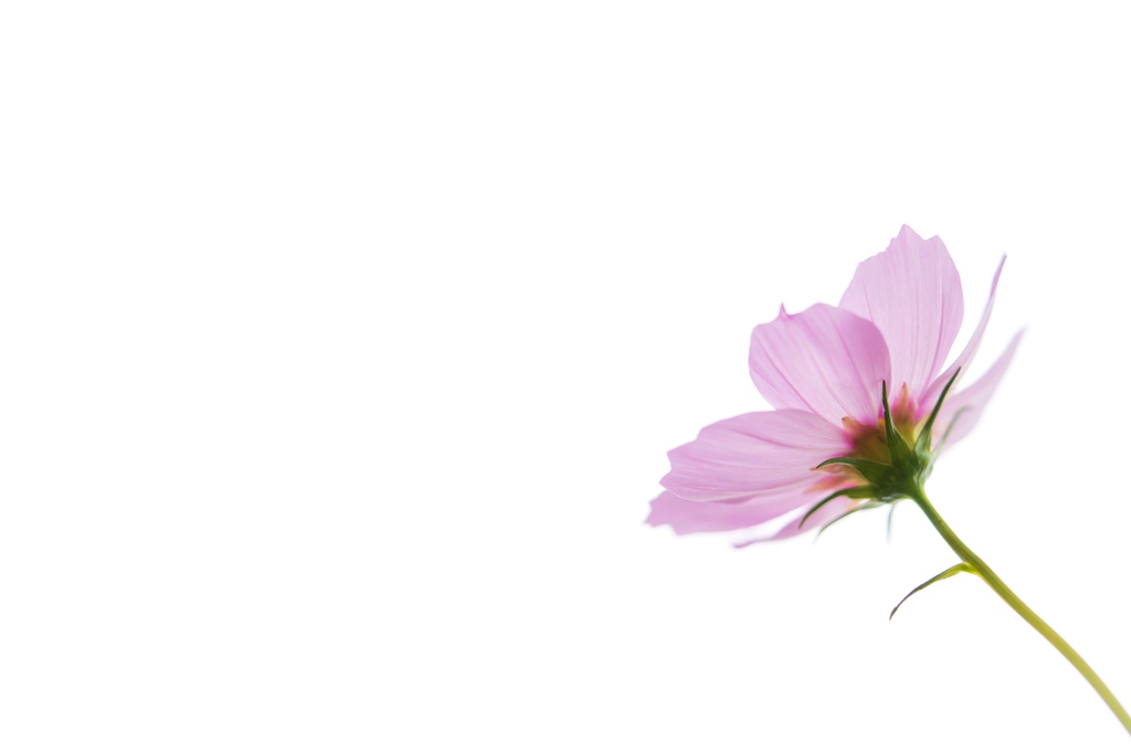 秋桜