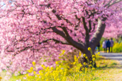 河津桜