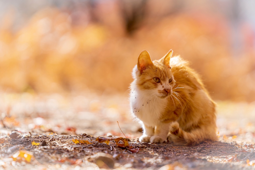 ねこ 秋 By T Kick Id 写真共有サイト Photohito