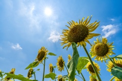向日葵と太陽