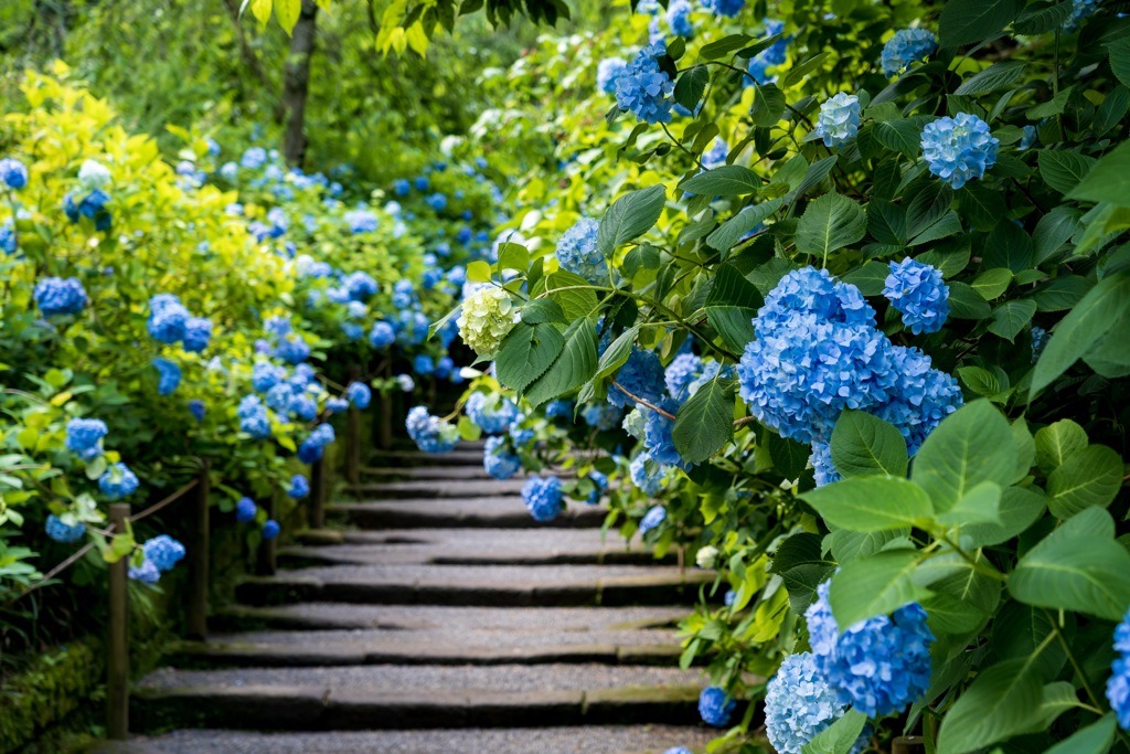 明月院