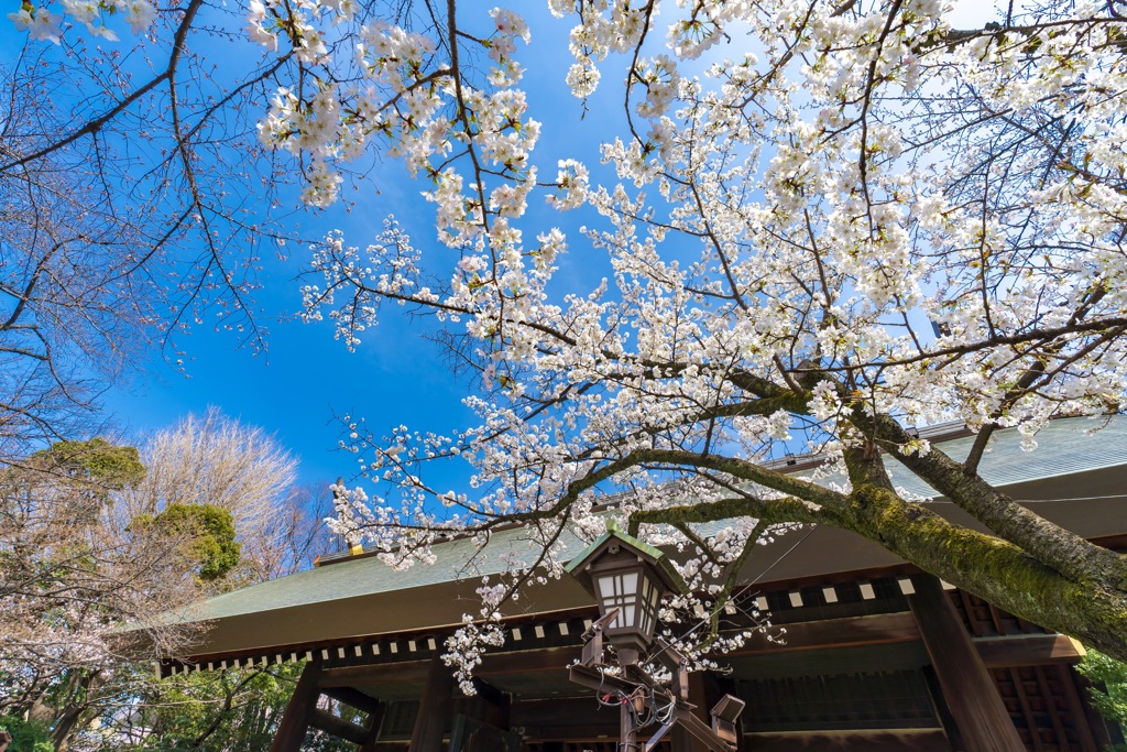靖国神社の桜