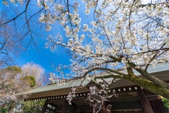靖国神社の桜