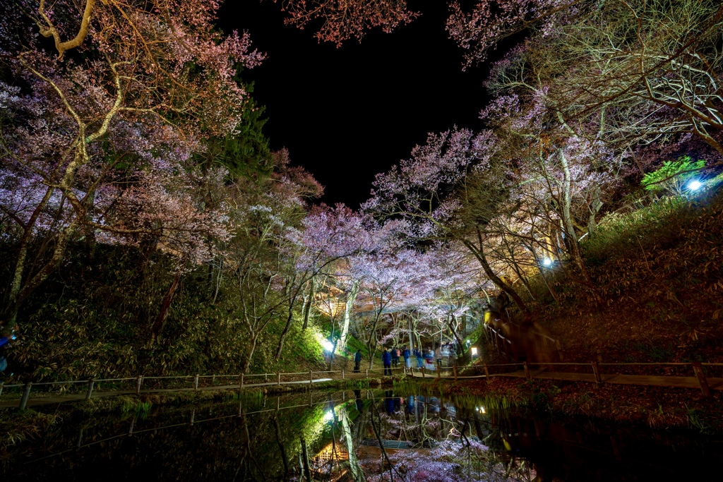 高遠城址公園 ライトアップ