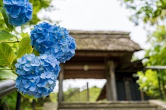 鎌倉 東慶寺