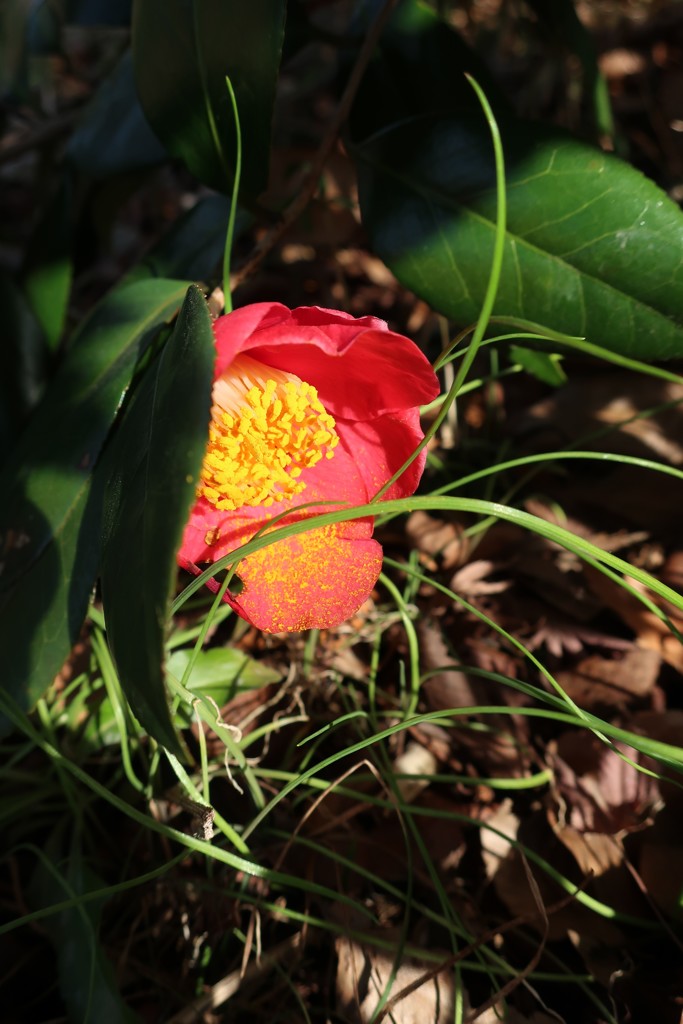 日陰の花