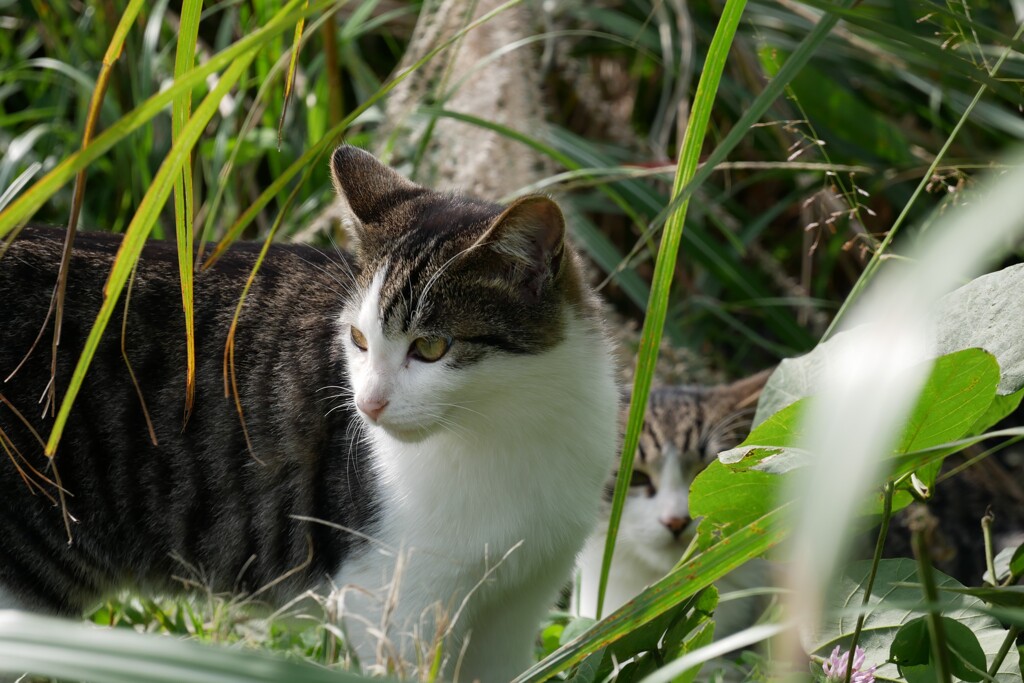 草むらの猫③