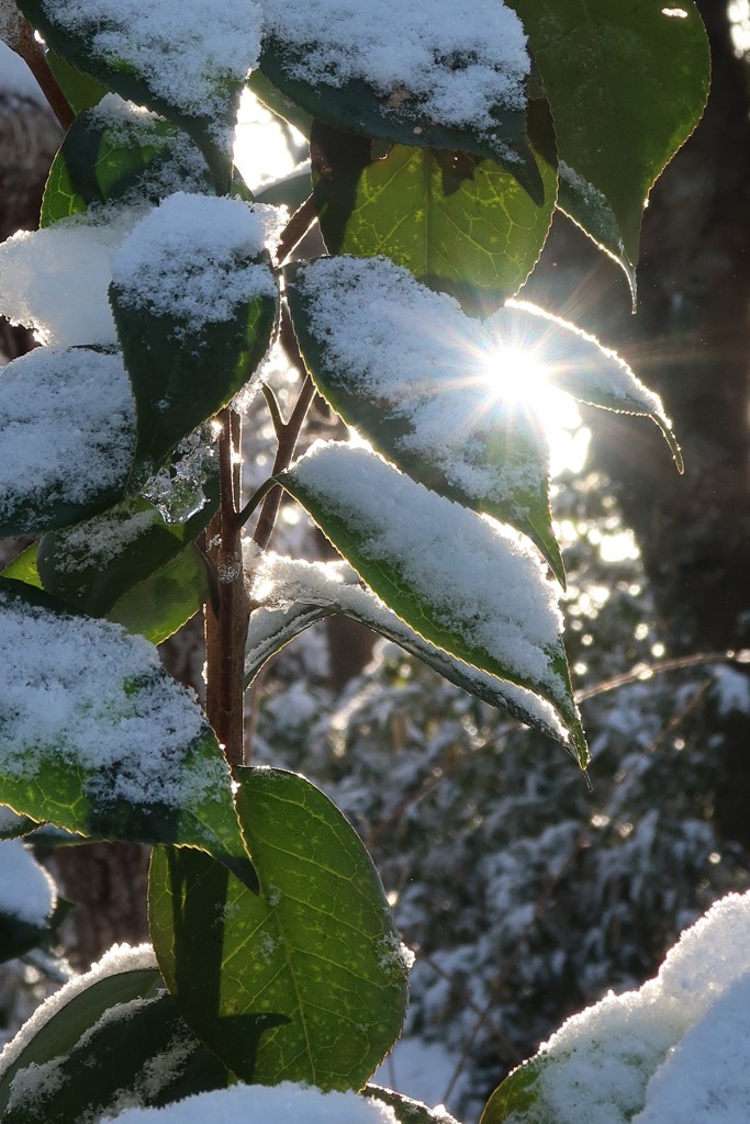 雪明けの朝 ①