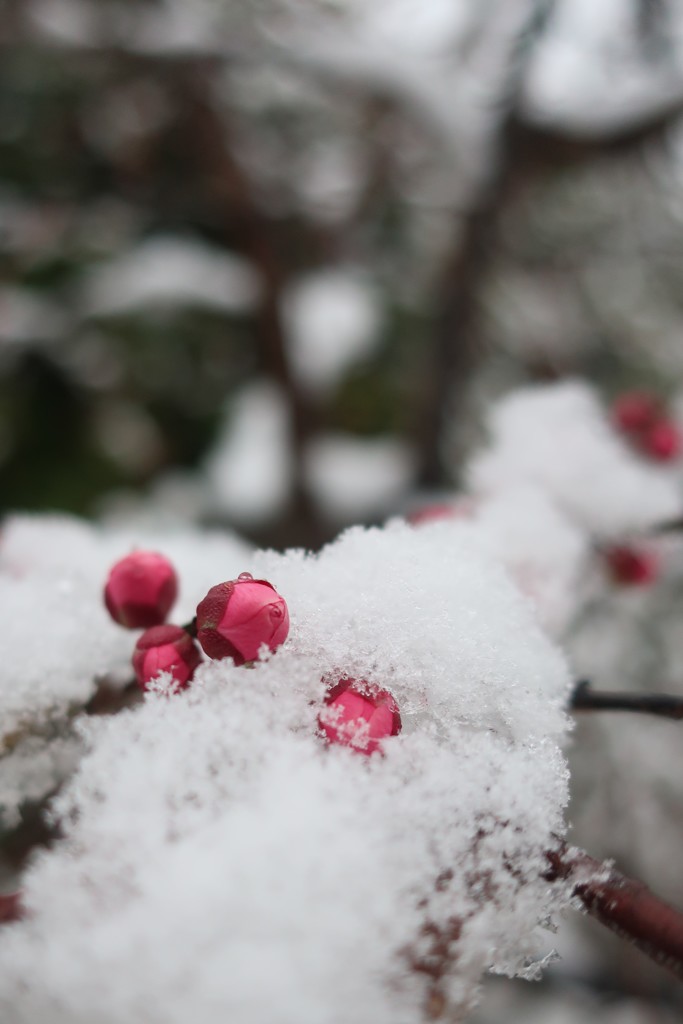 雪と蕾