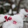 雪と蕾