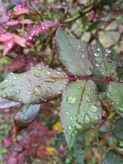 雨上がり