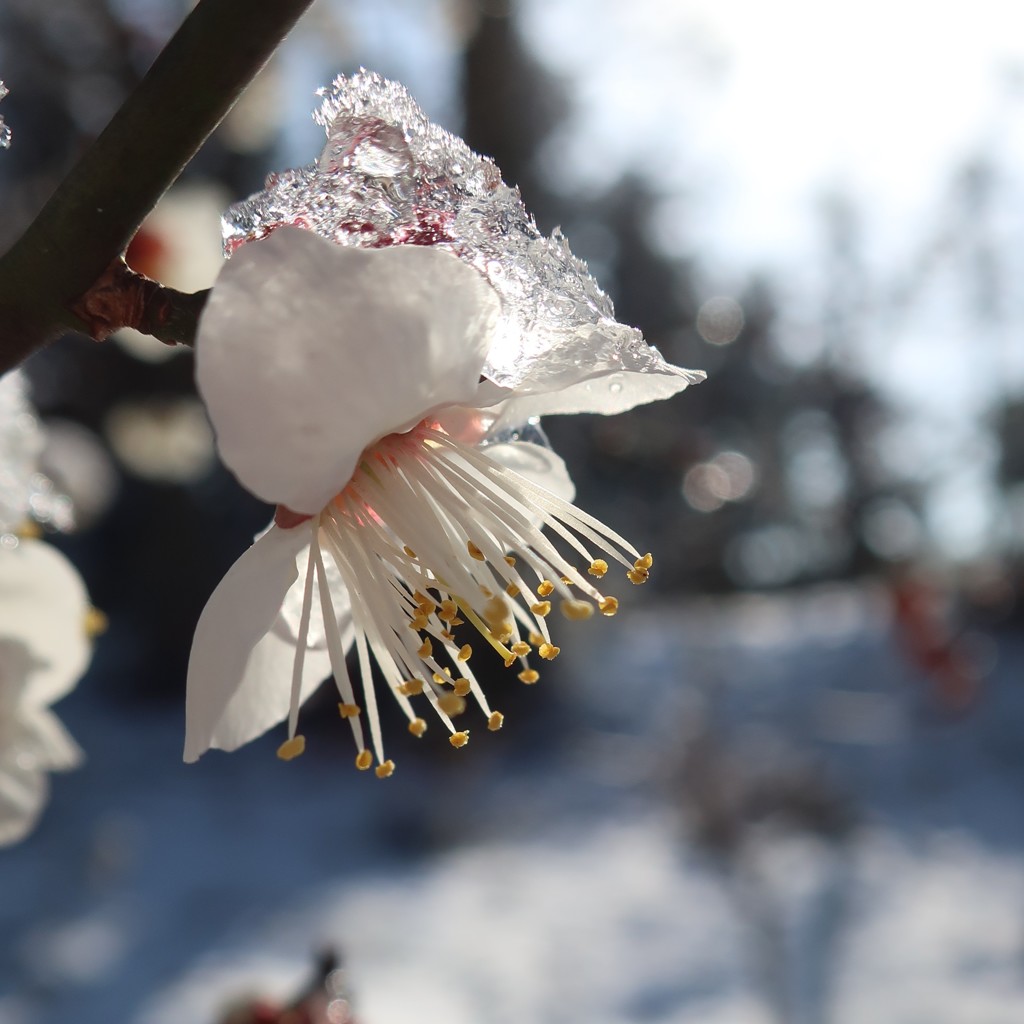 雪明けの朝 ③