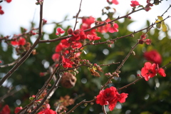 B5099CCC-2079-4255-8541-A659D0A78239