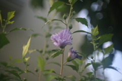 2F93E805-5899-4CF0-A0A5-2E4452F33DE0