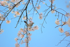 桜と鶯