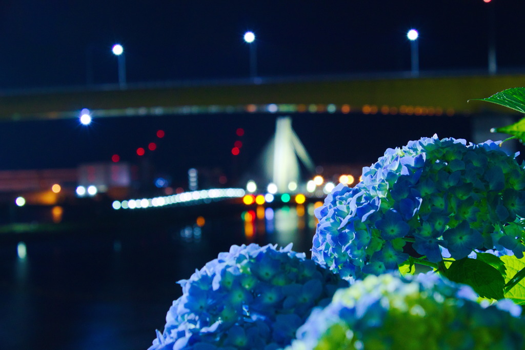 紫陽花と八戸大橋