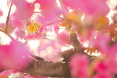 夕方の八重桜
