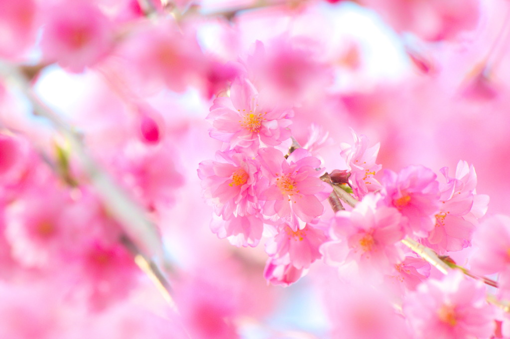 桜