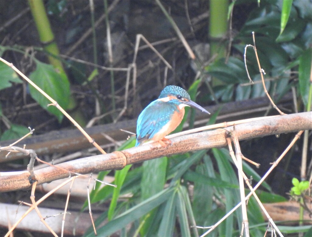 今朝のカワセミ