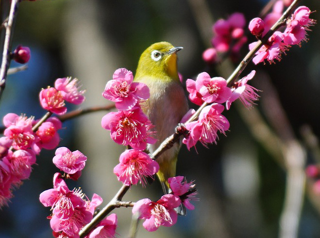 梅の花にメジロ 3