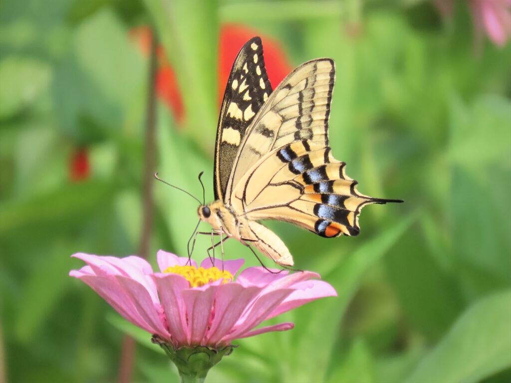 花と蝶 Ⅲ