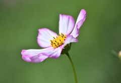 今朝の秋桜 Ⅱ