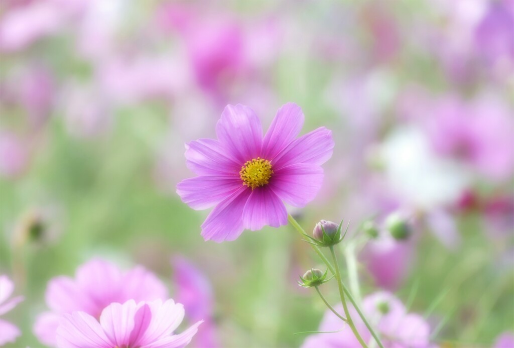 雨上がりの秋桜 Ⅱ