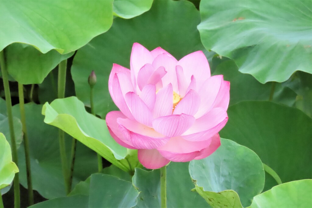蓮の花 Ⅱ