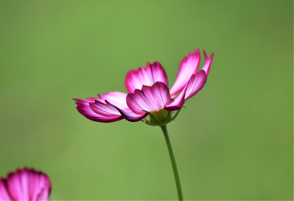 今朝の秋桜