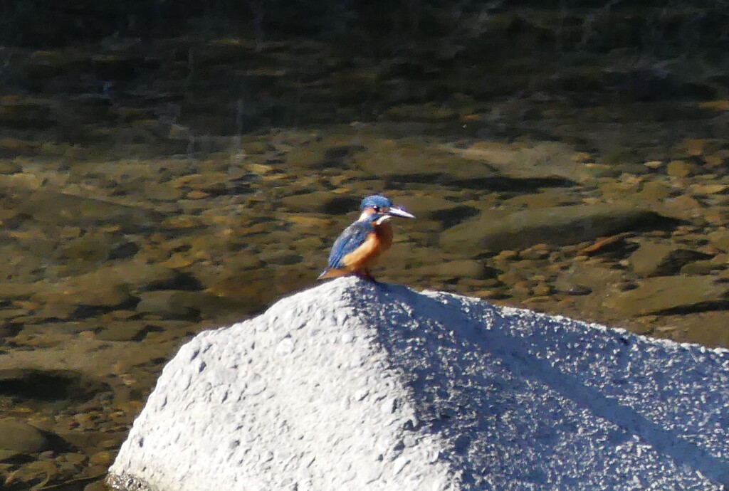 今朝のカワセミ