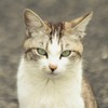 イケメンだにゃー Ⅱ