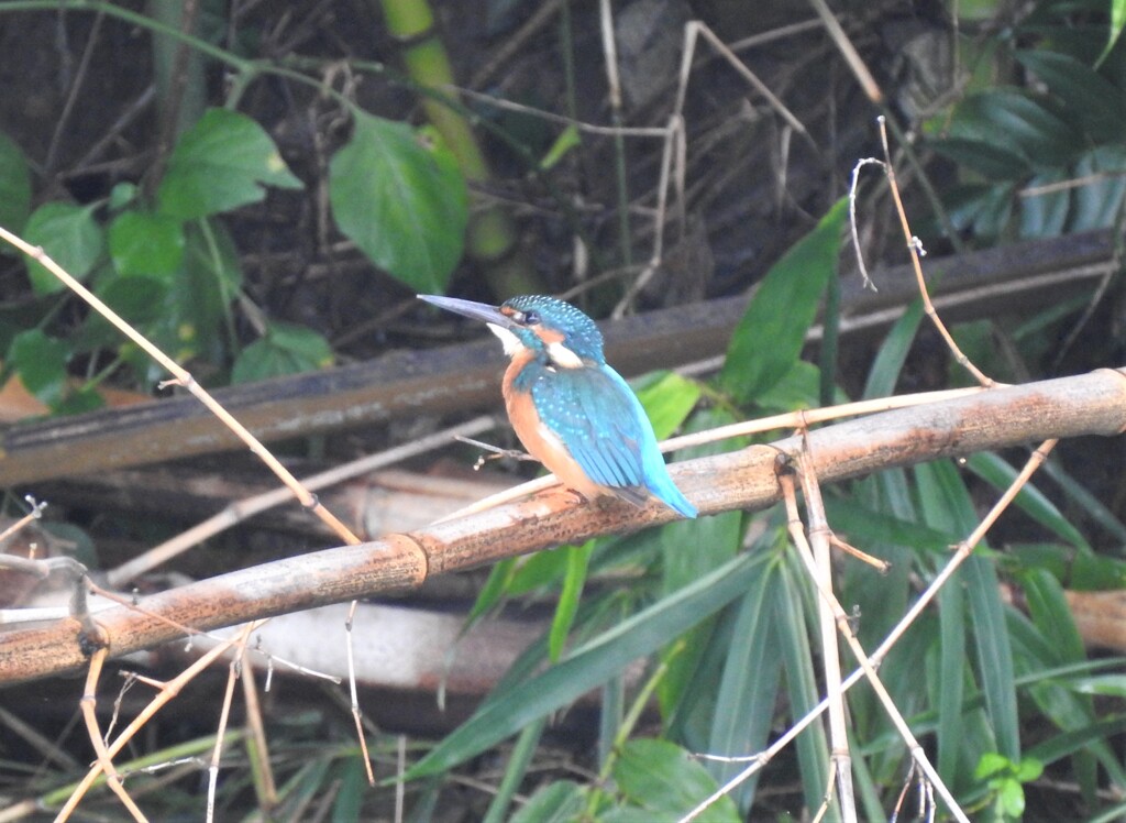 今朝のカワセミ Ⅱ