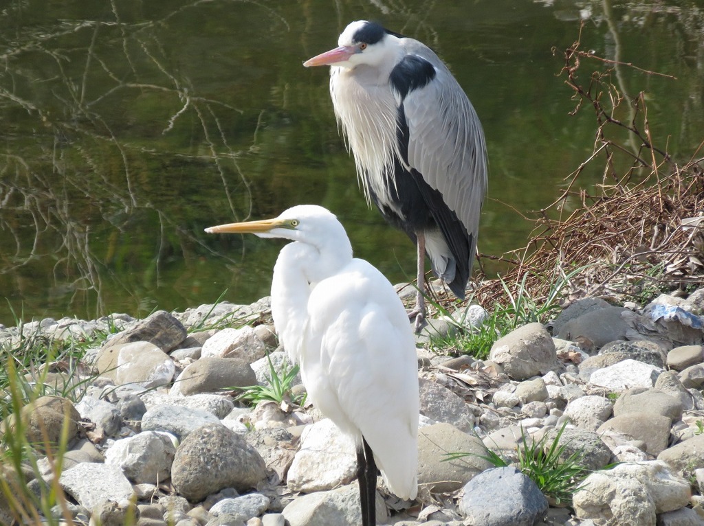 ２ショット～シロサギとアオサギ