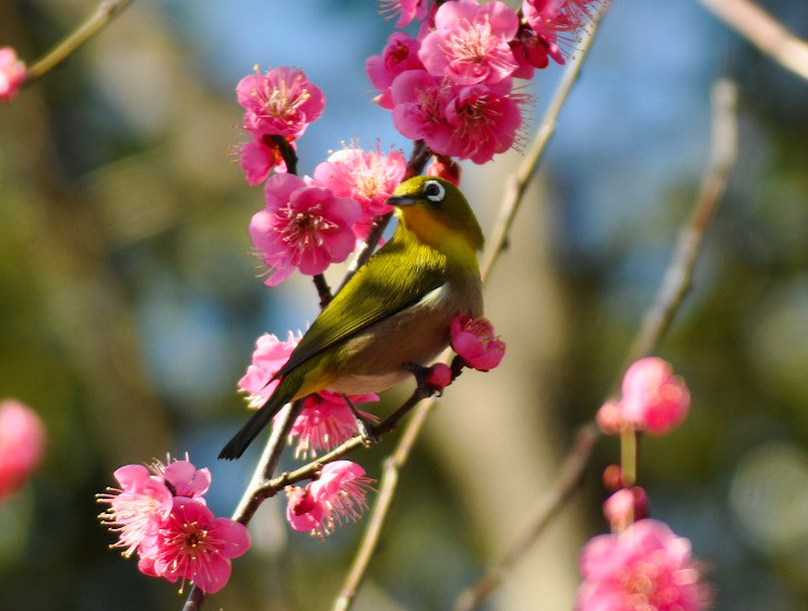 梅の花にメジロ 