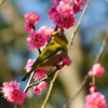 梅の花にメジロ 