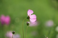 雨上がりの夕暮れ～秋桜 Ⅲ