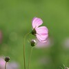 雨上がりの夕暮れ～秋桜 Ⅲ