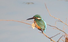 夕暮れのカワセミ２