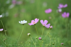 秋桜～満開近し