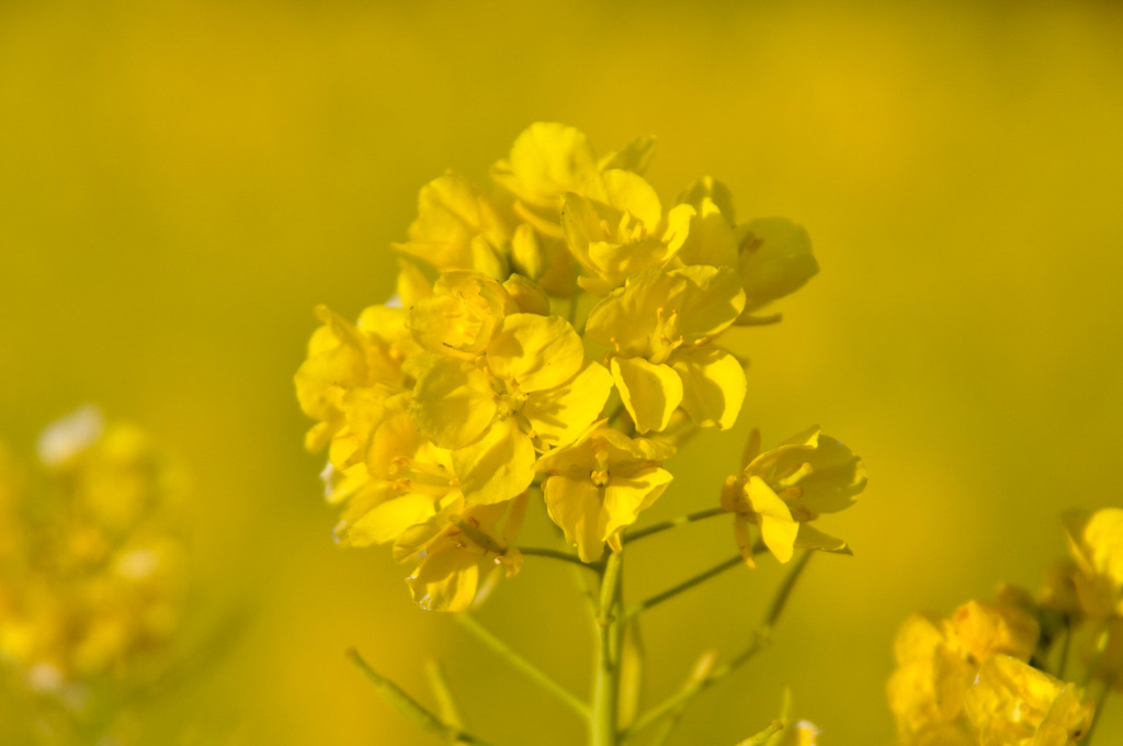 菜の花 2