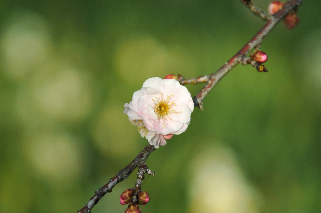梅の花 2