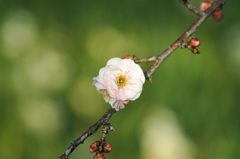 梅の花 2