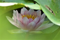 遅咲きの睡蓮Ⅱ