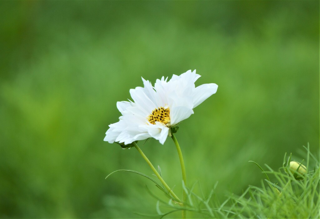 本日の秋桜