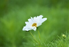 本日の秋桜