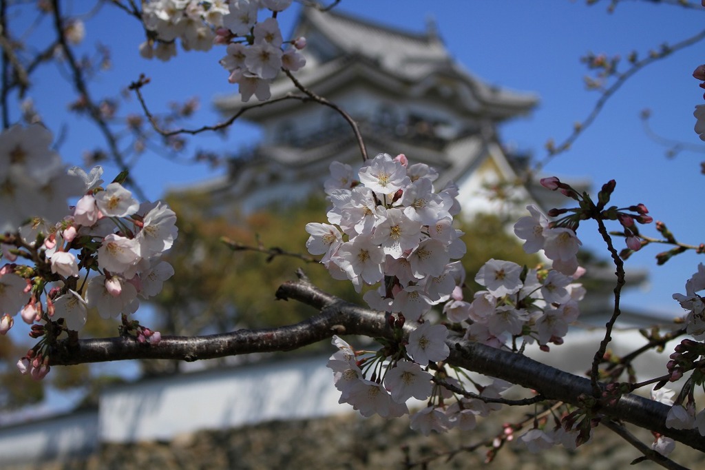 春の便り～岸和田城