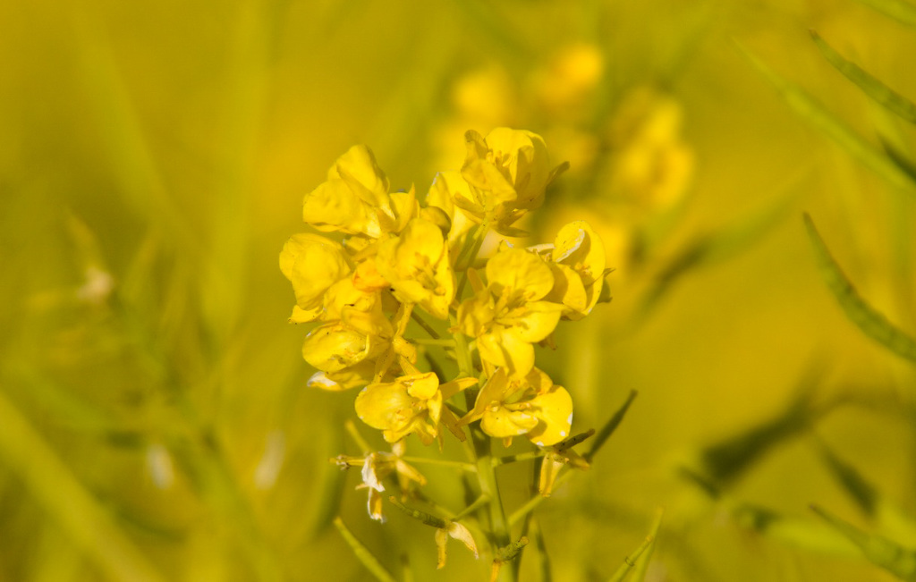 菜の花 1