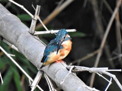 カワセミ