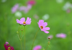 本日の秋桜 Ⅴ