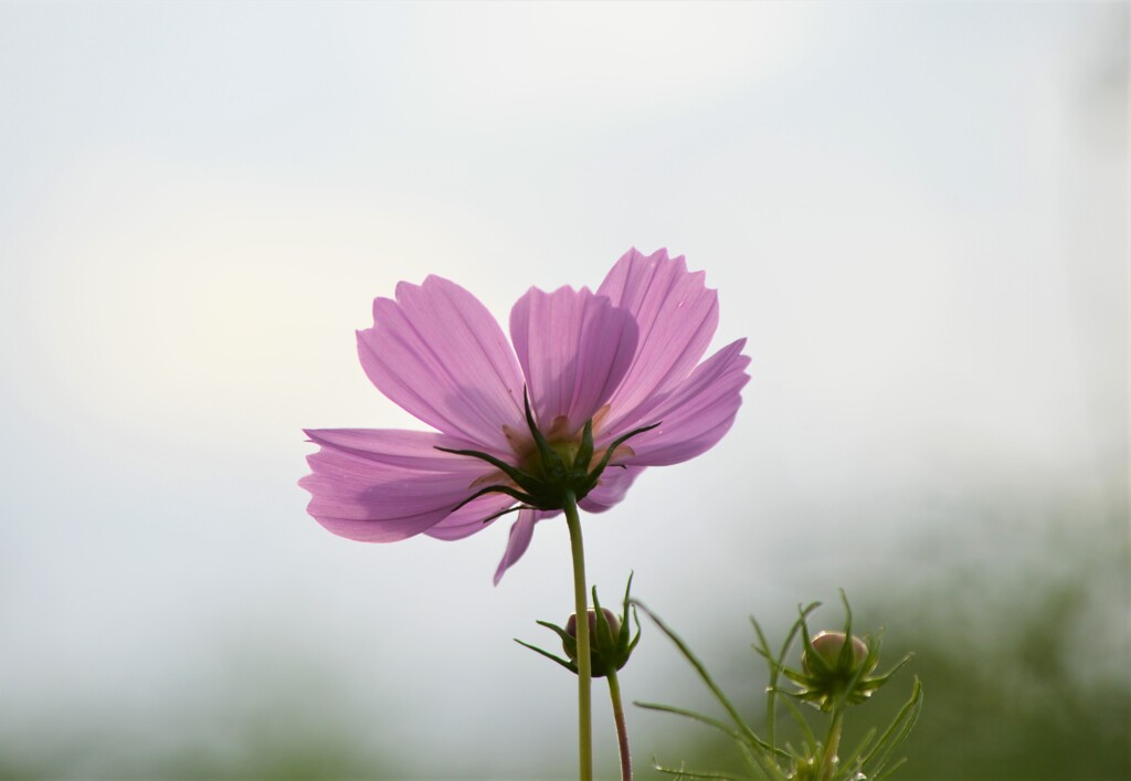 雨上がりの夕暮れ～秋桜 Ⅱ